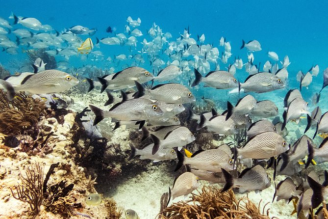 Two reef discovery dives with professional instructor (no experience necessary) - The lunch break and changeover to the boat