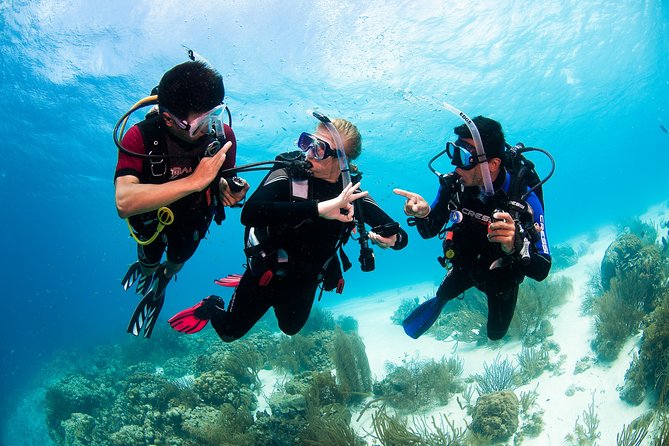 Two reef discovery dives with professional instructor (no experience necessary) - Two reef outings, limited to 40 feet