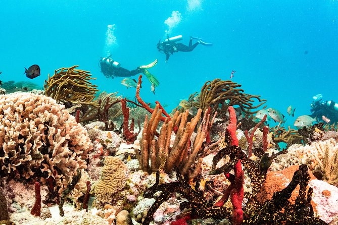 Two reef discovery dives with professional instructor (no experience necessary) - Marine life to watch for at the reef