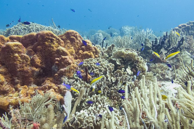 Two reef discovery dives with professional instructor (no experience necessary) - Is $150 a fair price?