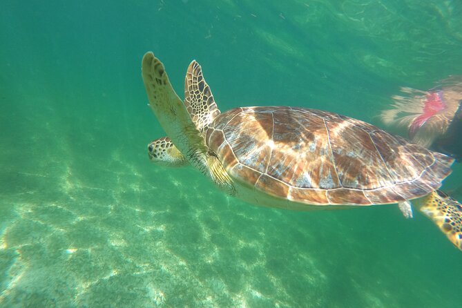 VIP Cenotes & Turtles Private Tour - Who will enjoy this morning most