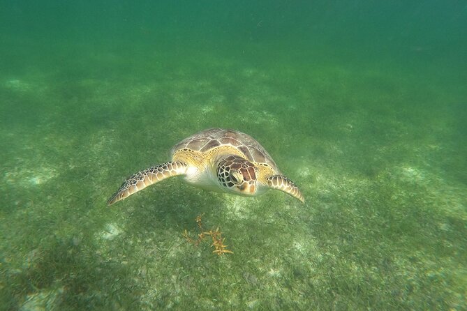 VIP Tulum & Turtles Private Tour - Tulum’s ruins beside the Caribbean