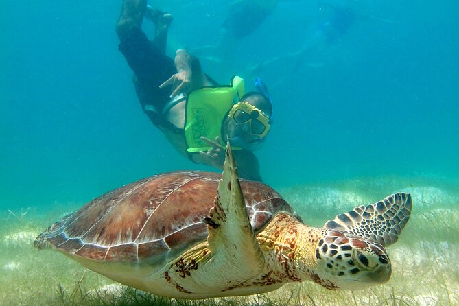 VIP Tulum & Turtles Private Tour - What the turtle encounter is really like