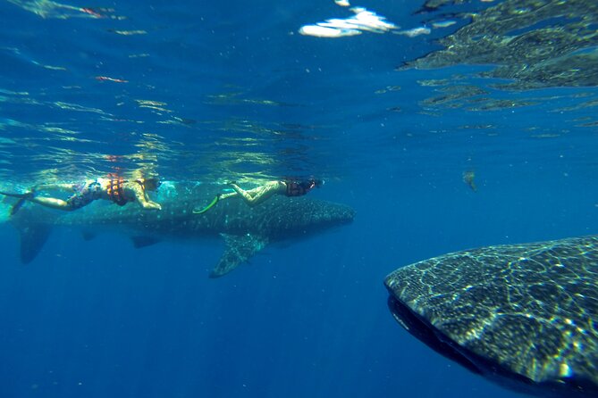 Whale Shark Encounter Full-Day all inclusive Tour from Riviera Maya - What to bring, and what not to forget
