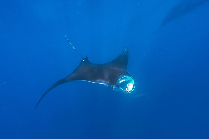 Whale Shark Encounter Full-Day all inclusive Tour from Riviera Maya - Is the $170 price fair?