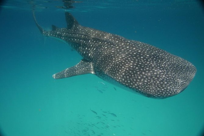 Whale Shark Encounter Full-Day all inclusive Tour from Riviera Maya - Should you book the whale shark encounter?