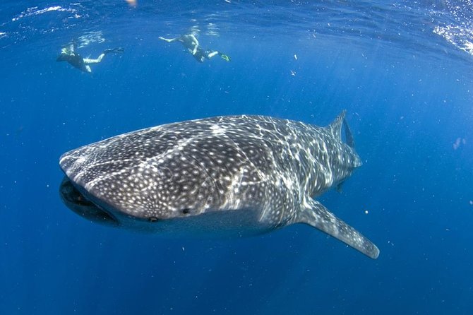 Whale shark encounter Private tour - swim with whale shark cancun - Key things to know before you book
