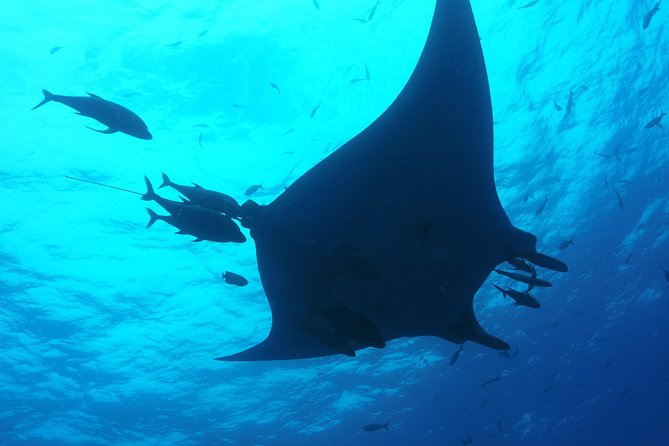 Whale shark encounter Private tour - swim with whale shark cancun - Meeting whale sharks in open water