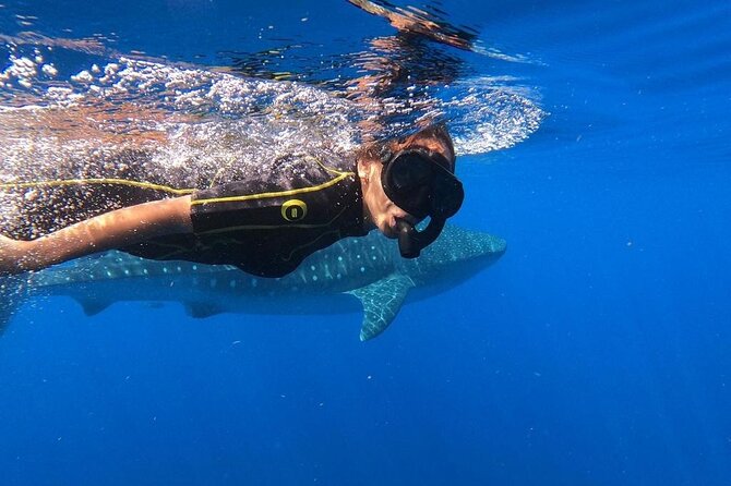 Whale shark encounter Private tour - swim with whale shark cancun - Breakfast at Restaurant Mandinga