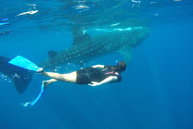 Whale shark encounter Private tour - swim with whale shark cancun - Looking for mantas, dolphins, and turtles