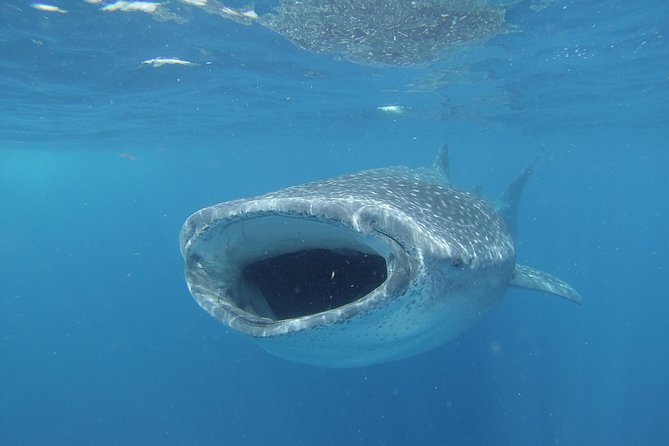 Whale shark encounter Private tour - swim with whale shark cancun - Sandwiches, fruit, and lunch near Isla Mujeres