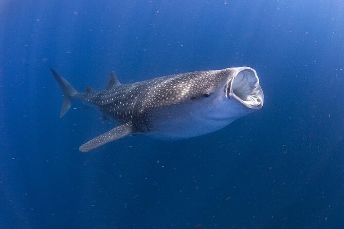 Whale Shark Experience from Playa del Carmen - Key points to know before you book