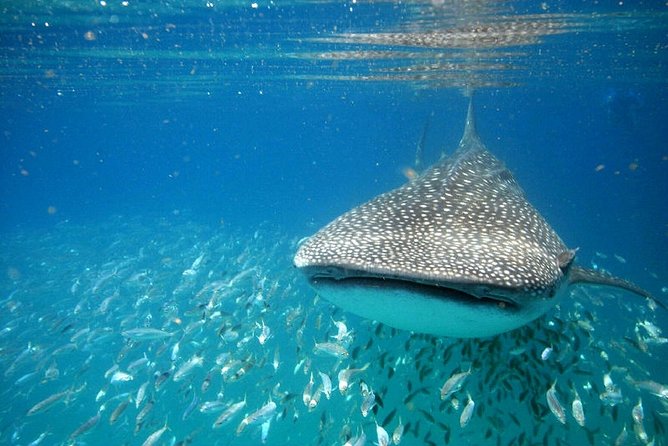 Whale Shark Experience from Playa del Carmen - Meeting the largest fish in the sea