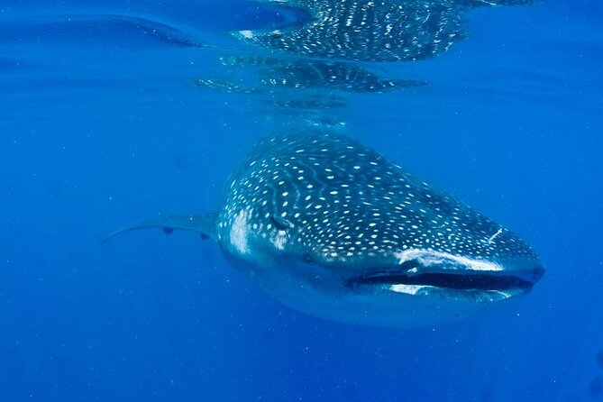 Whale Shark Experience from Playa del Carmen - A small boat group makes a real difference