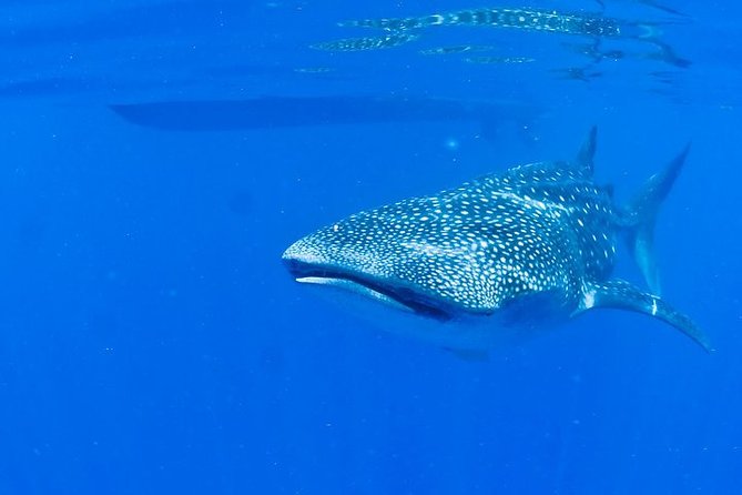 Whale Shark Experience from Playa del Carmen - Entering the water with the whale sharks