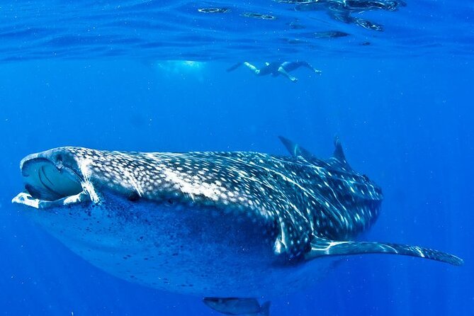 Whale Shark Experience from Playa del Carmen - A ceviche stop near Isla Mujeres