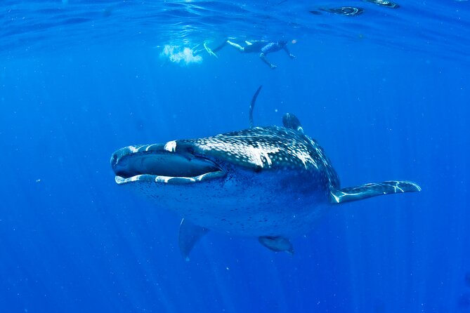 Whale Shark Experience from Playa del Carmen - Timing, comfort, and the parts you should plan for