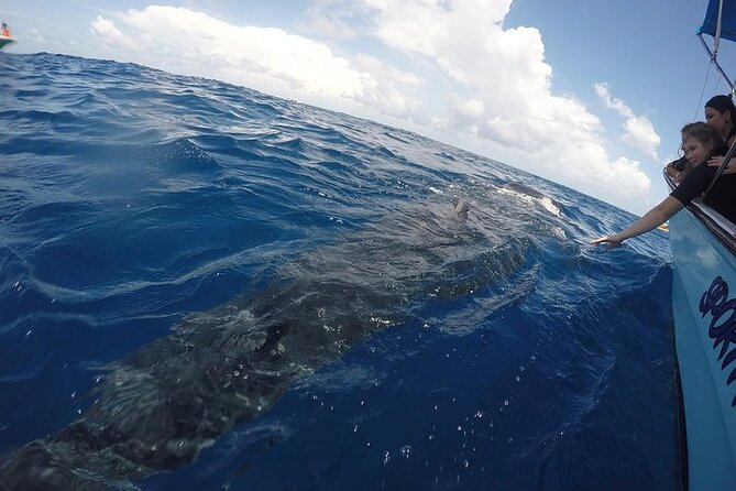 Whale Shark Experience from Playa del Carmen - Who will enjoy this whale shark trip most