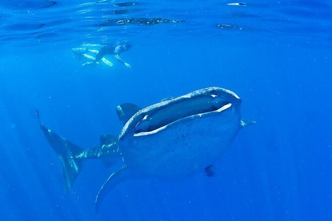 Whale Shark Experience from Playa del Carmen - The early ride from Playa del Carmen to Cancun