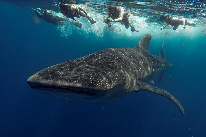 Whale Shark Snorkeling Adventure with Lunch - What the whale shark day is really like