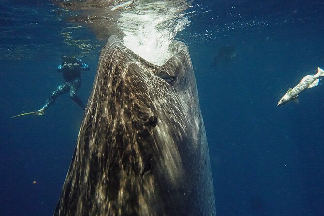 Whale Shark Snorkeling Adventure with Lunch - The boat ride and seasickness question