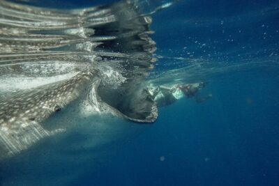 Whale Shark Snorkeling Adventure with Lunch