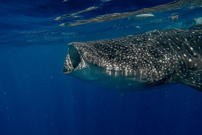 Whale Shark Snorkeling Adventure with Lunch - Playa Norte gives the day a welcome reset