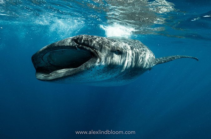 Whale Shark Snorkeling Adventure with Lunch - Timing, weather, and booking limits