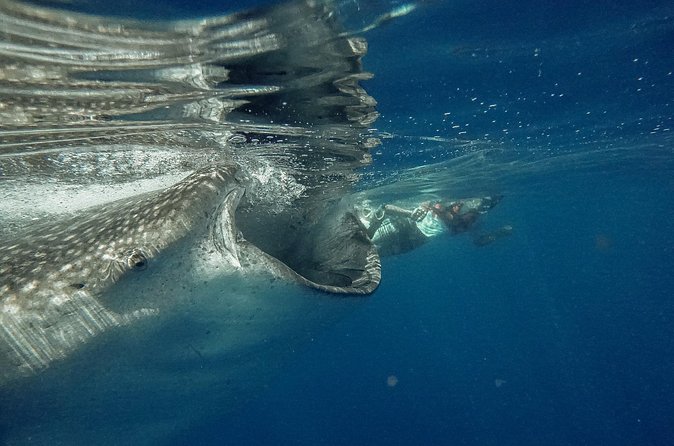 Whale Shark Snorkeling Adventure with Lunch - Who should book this experience?