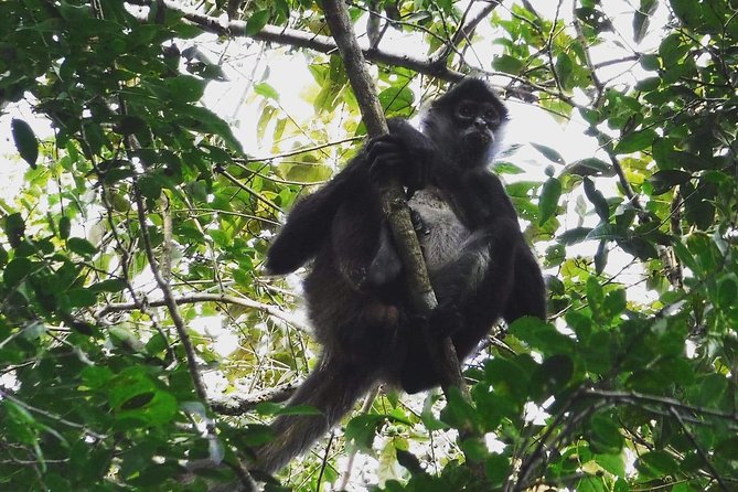 Wild Monkey Adventure (Private, Full Day) - Why Punta Laguna makes this more than a standard jungle walk
