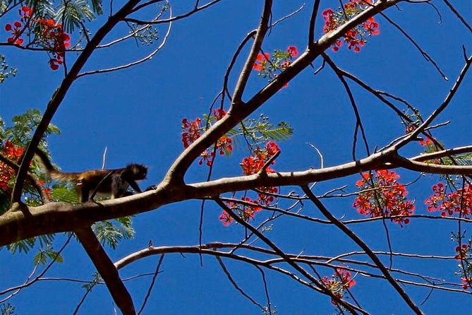 Wild Monkey Adventure (Private, Full Day) - Who will enjoy this Punta Laguna outing most