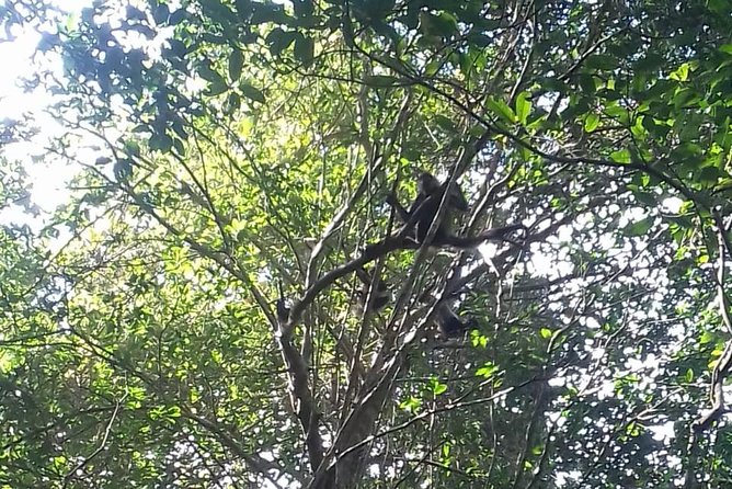 Wild Monkey Adventure (Private, Full Day) - The lagoon adds a change of pace