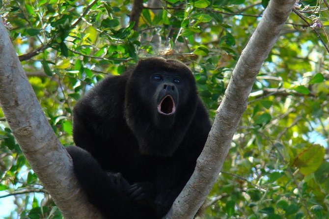 Wild Monkey Tour (Private, Half Day) - Key points to know before booking