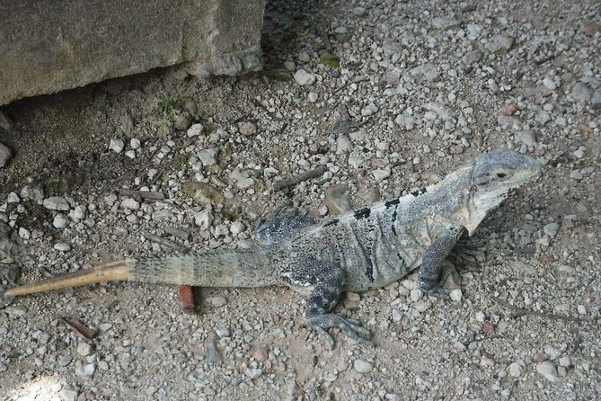 Wild Monkey Tour (Private, Half Day) - Why Punta Laguna is worth the trip from Tulum