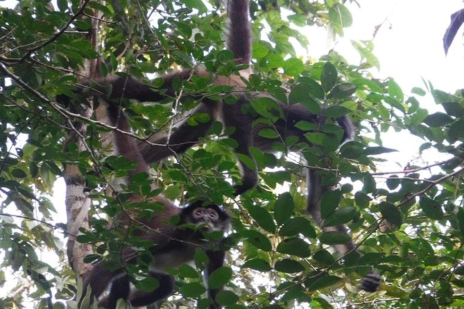 Wild Monkey Tour (Private, Half Day) - Spider monkeys, howler monkeys, and smaller jungle life