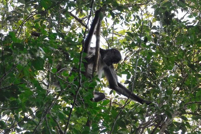 Wild Monkey Tour (Private, Half Day) - The guides are a major part of the value