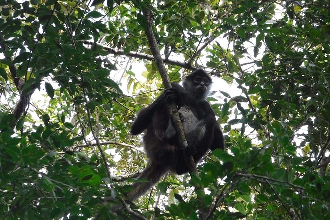 Wild Monkey Tour (Private, Half Day) - Snacks, water, and the small acts of care