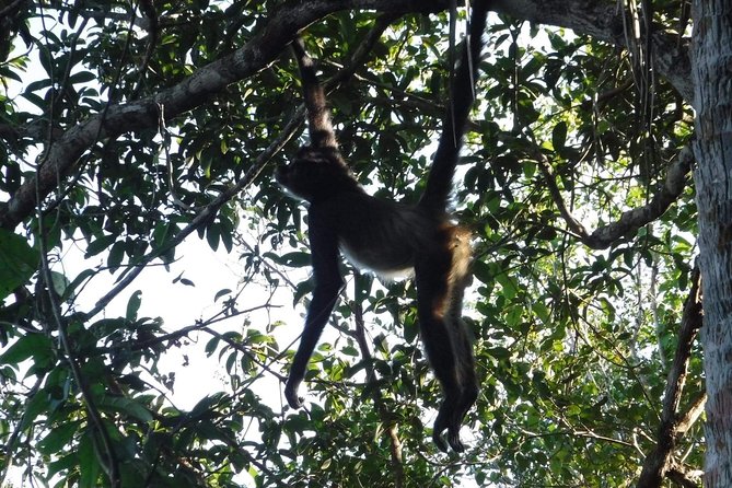 Wild Monkey Tour (Private, Half Day) - Extra possibilities mentioned by past guests