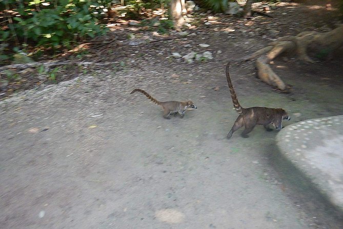 Wild Monkey Tour (Private, Half Day) - The private pickup makes this a practical half-day plan