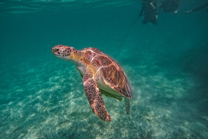 Yalku lagoon and turtles akumal sanctuary - Starting at Akumal Bay with the turtles