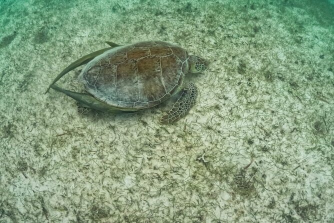 Yalku lagoon and turtles akumal sanctuary - Entering Yalku, a natural aquarium in the jungle