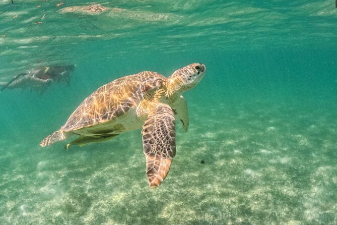 Yalku lagoon and turtles akumal sanctuary - What the $68 price includes