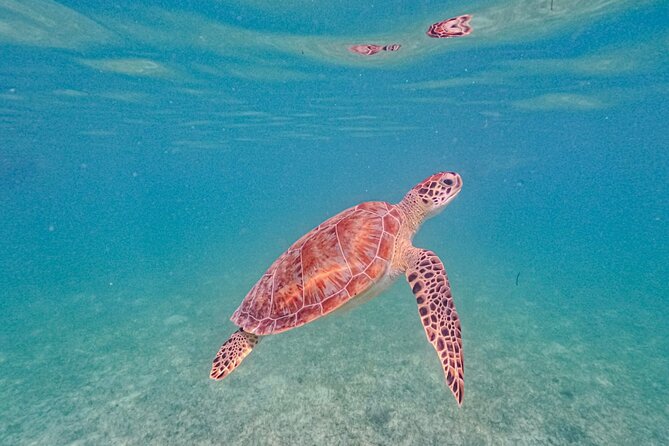 Yalku lagoon and turtles akumal sanctuary - The private-group advantage