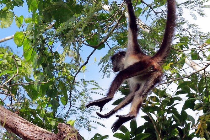 Zip lining and Canoe Monkey jungle in Tulum - Who should book this jungle outing